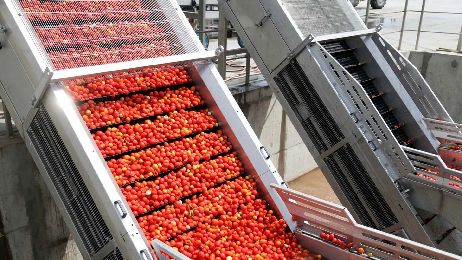 shop for processing vegetables: ripe tomatoes on a conveyor belt